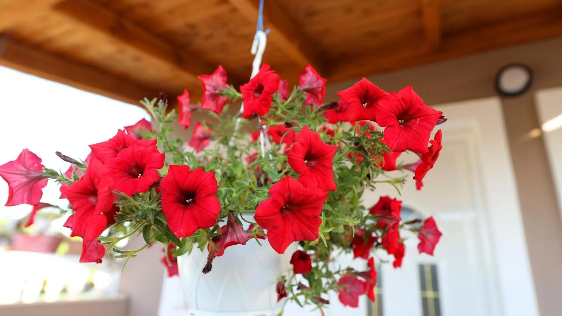 Guest House Narta Vlore Albania