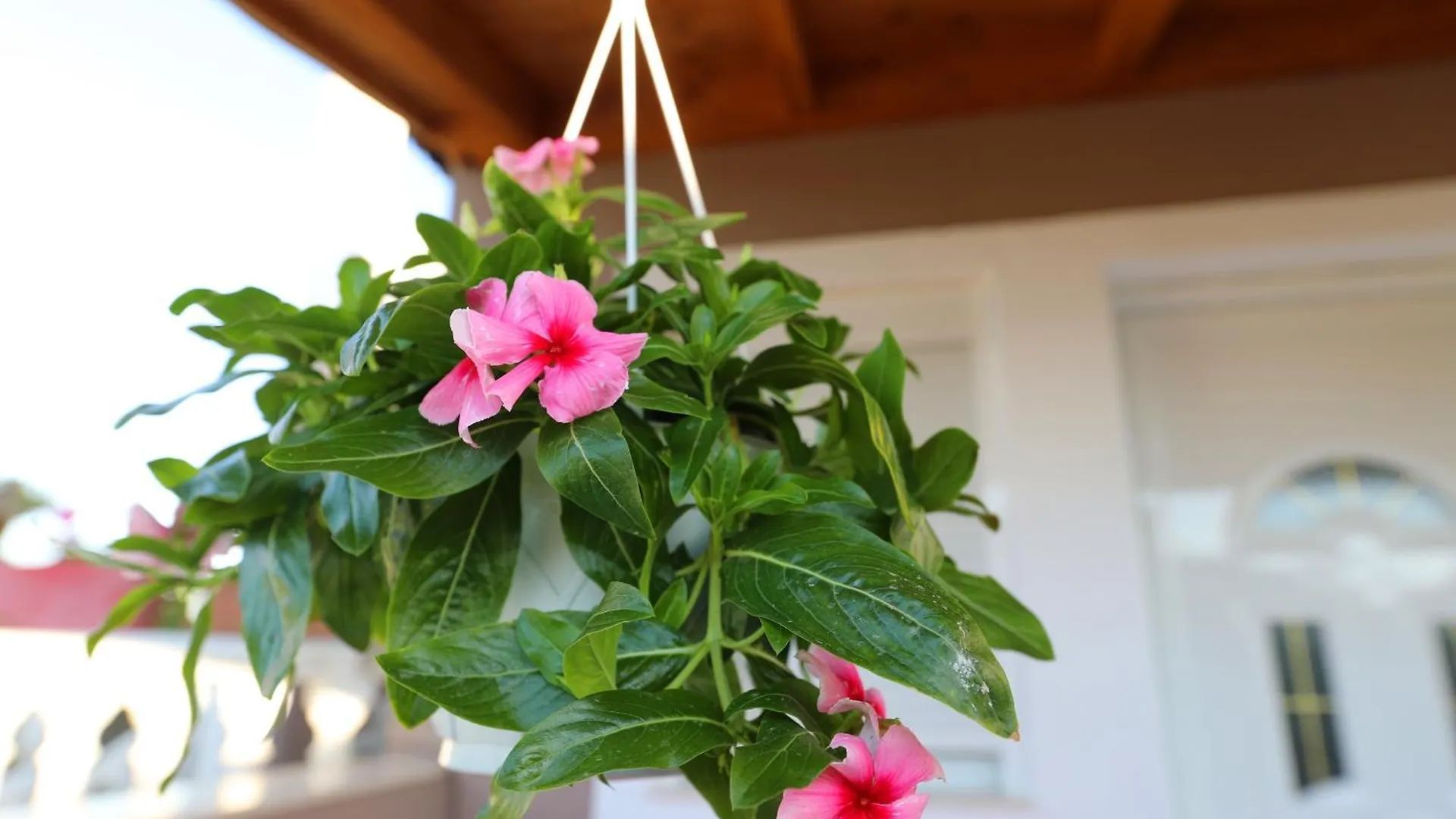 Guest House Narta Vlore Homestay